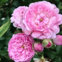 Брентано (Brentano)