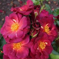 Вайлд Ровер (Wild Rover)