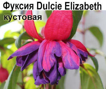 Фуксия Dulche Elizabett куст