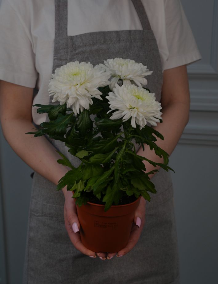 Хризантема Зембла Д-13/35