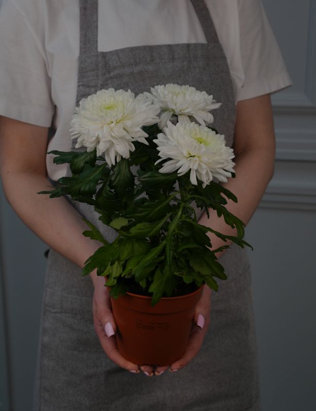 Хризантема Зембла Д-13/35