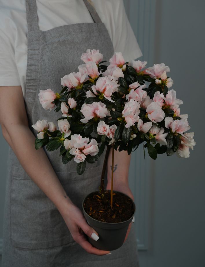 Азалия Индика Штамбовая Микс Д-13/45