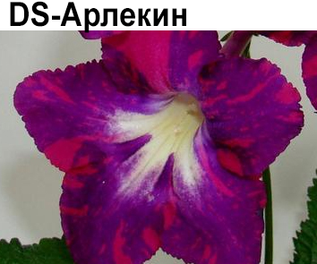 DS-Арлекин (Диметрис)