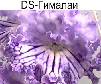 DS-Гималаи (Диметрис)