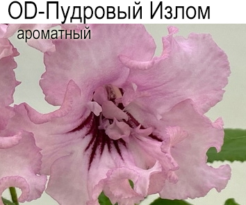 OD-Пудровый Излом (Н.Стоянов) ароматный  НОВИНКА КАТАЛОГА