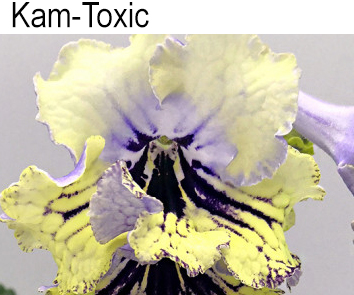 Kam-Toxis  (Н.Радошкевич) НОВИНКА КАТАЛОГА