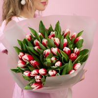 Тюльпаны красно-белые 35 шт в упаковке