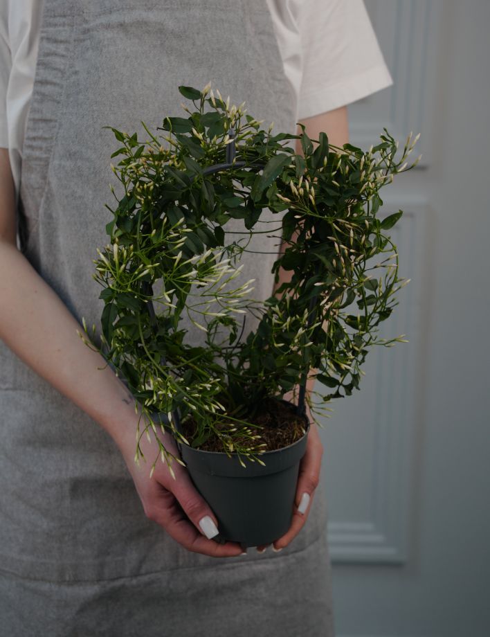 Жасмин Д-12/40