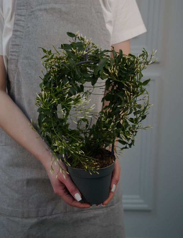 Жасмин Д-12/40