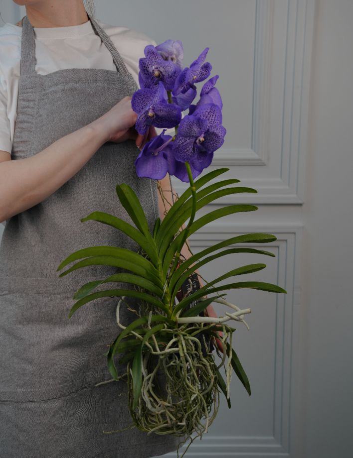 Ванда Микс Д-15/60