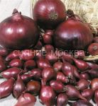 Luk-sevok-Red-Baron-10-21-Rossiya-0-5-gr