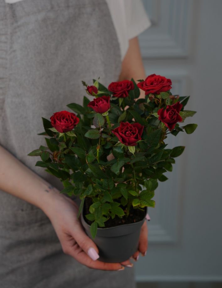 Роза Кордана Гранд (Д-12)