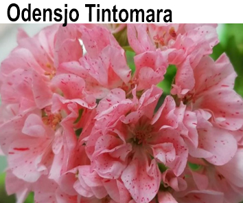Пеларгония густомахровая Odensjo Tintomara  НОВИНКА КАТАЛОГА