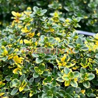 Тимьян лимоннопахнущий "Замбези"