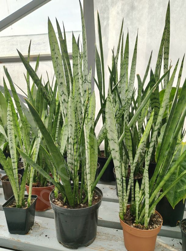 Сансевиерия  Silver Princess (Серебряная принцесса)