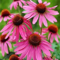 Эхинацея пурпурная «Magnus»