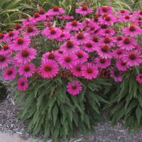 Эхинацея пурпурная «Rubinstern»