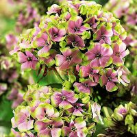 Флокс метельчатый «Sherbet Blend»