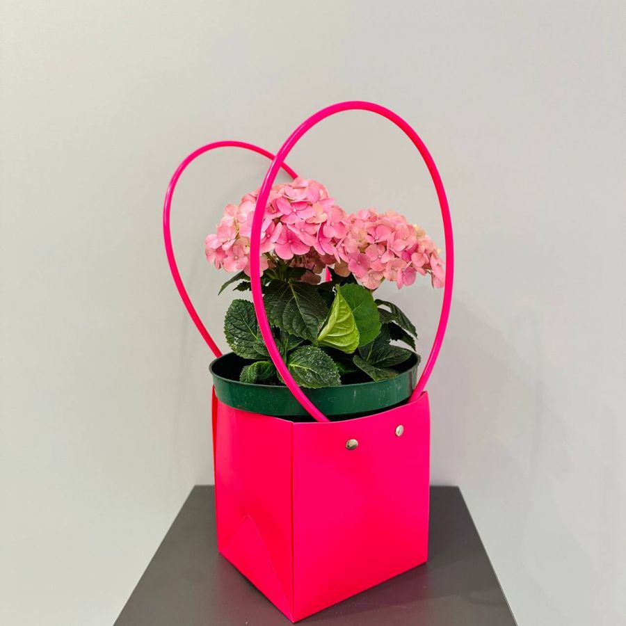 Гортензия в подарочной сумочке
