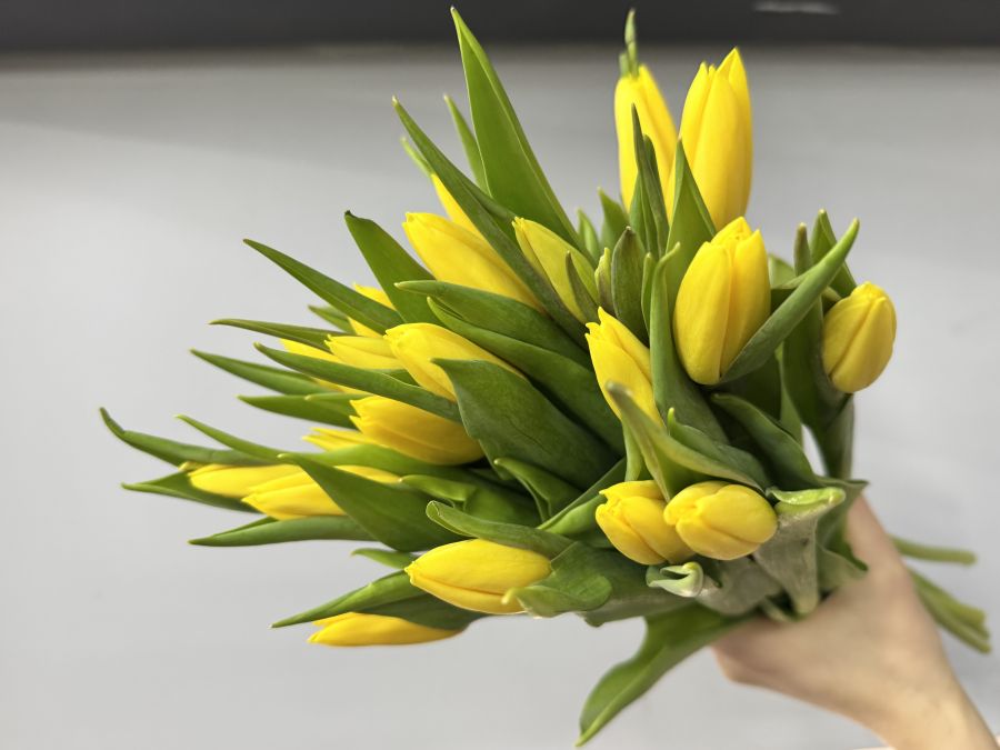 Желтые тюльпаны