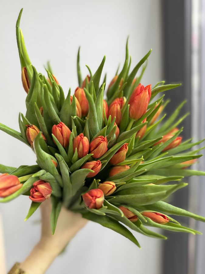 Тюльпаны огненные