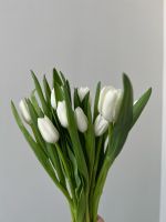 Тюльпан белый