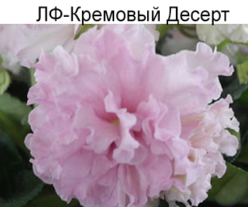 ЛФ-Кремовый Десерт (Федосеева)