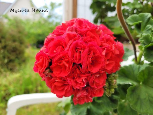 Шёлк Мегаполис