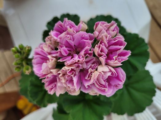 Шёлк Морозко