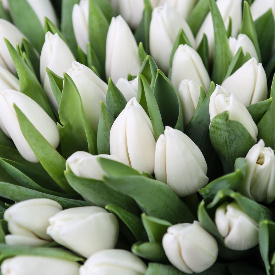 Тюльпаны Белые поштучно