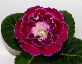 ЕН-Боярышница (сел.Е.Николаева) Новинка 2026!