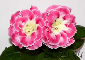 ЕН-Пульс Весны (сел.Е.Николаева) Новинка 2026!