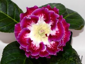 ЕН-Цветок Ариадны (сел.Е.Николаева) Новинка 2026!