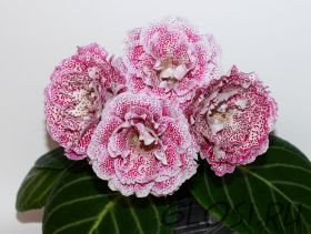 ЕН-Девчонка с Веснушками (сел.Е.Николаева)