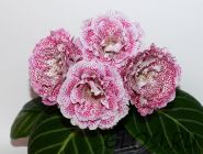 ЕН-Девчонка с Веснушками (сел.Е.Николаева)