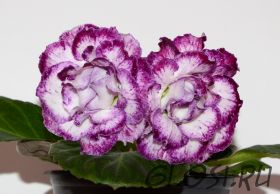 ЕН-Поющий Океан (сел.Е.Николаева) Новинка 2025!