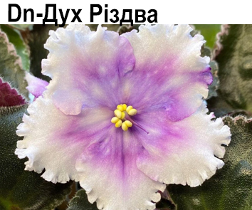 Dn-Дух Риздва (Денисенко)