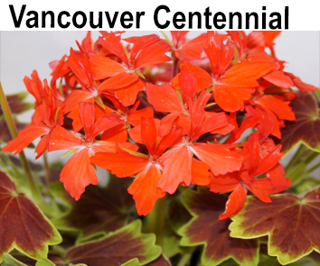 Пеларгония пестролистная Vancouver Centennial  НОВИНКА КАТАЛОГА