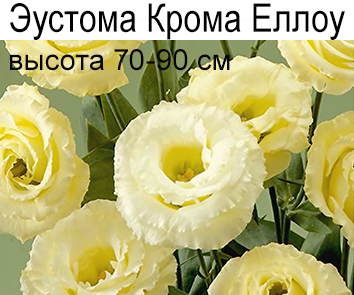 Эустома Крома Еллоу (70-90см)