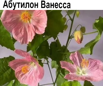 Абутилон Ванесса
