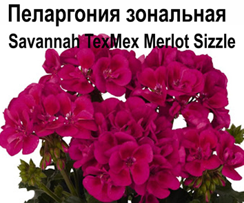 Пеларгония зональная Savannah TexMex Merlot Sizzle