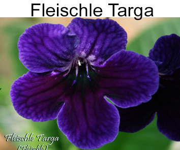 Fleischle Targa