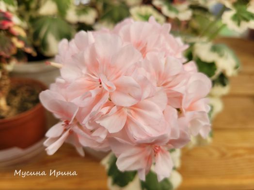 Chelsea Star № 0747