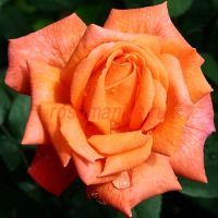 Гуд Лайф (Good Life)