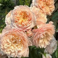 Джинджер Силабаб (Ginger Syllabub)