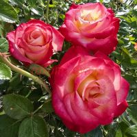 Дик Кларк (Dick Clark)