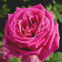 Дуфтрауш (Duftrausch)