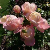 Изабель Аутисье (Isabelle Autissier)