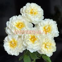 Имоджен (Imogen)