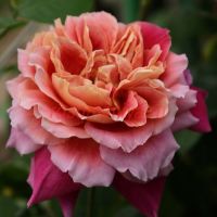 Календа Гёл (Calendar Girl)